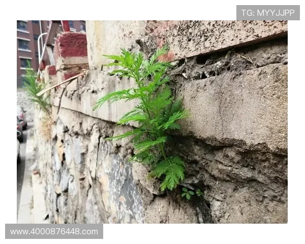 何思雨的成长之路:从逆境中绽放的坚韧与希望 何思雨的成长之路:从逆境中绽放的坚韧与希望